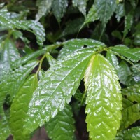 Elatostema acuminatum (Poir.) Brongn.